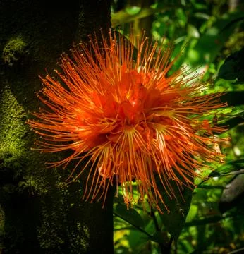 Caesalpiniaceae Stock Photos