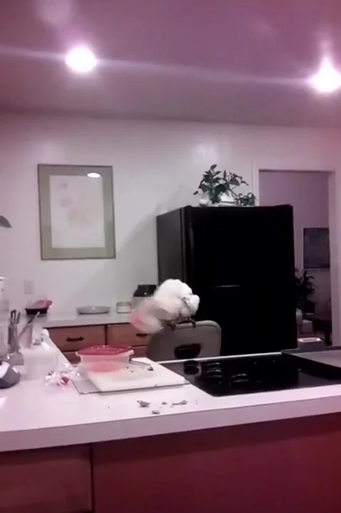 Caesar the Crazy Parrot, New York, USA - 18 Sep 2022 Stock-Footage 217972244