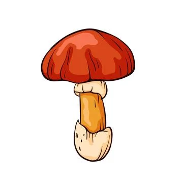 Caesar mushroom with a red cap and orange stem in cartoon style. Design for food Stock Illustration
