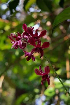 Caesar Red Dendrobium is blooming with blur nature background Stock Photos