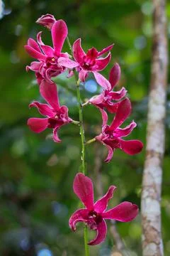 Caesar Red Dendrobium is blooming with blur nature background Stock Photos