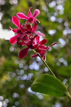 Caesar Red Dendrobium is blooming with blur nature background Foto stock