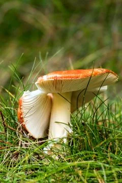 Caesar's Mushrooms Stock Photos