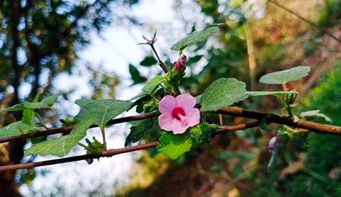 CAESARWEED Stock Photos