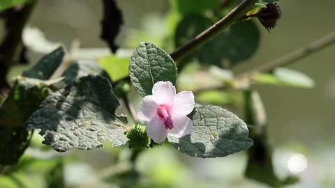 Caesarweed (Urena lobata) flower close-up, blooming on a sunny rural roadside. Stock Footage 320588071