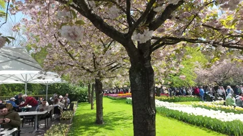 Cafe and the cherry blossom Video stock 313559196