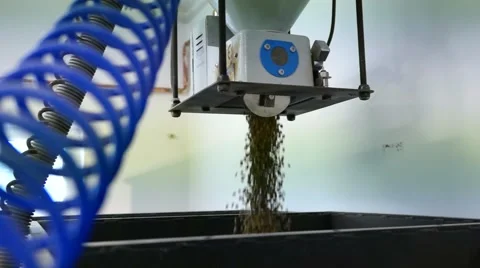 Cafe beans falling Stock Footage 53811100