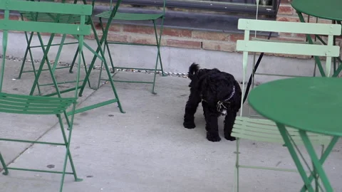 Cafe. Cafe without people. Overall plan. Video stock 236340892