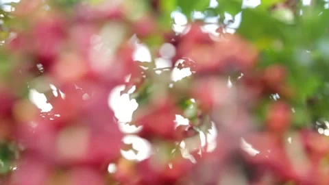 Cafe close coffe tree Stock Footage 153549770