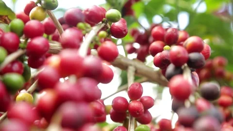 Cafe close movimento Stock Footage 153549769