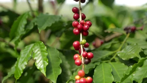 Cafe close movimento Video stock 153549810