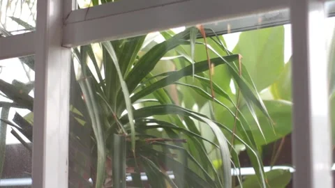 Cafe Video stock 263091682