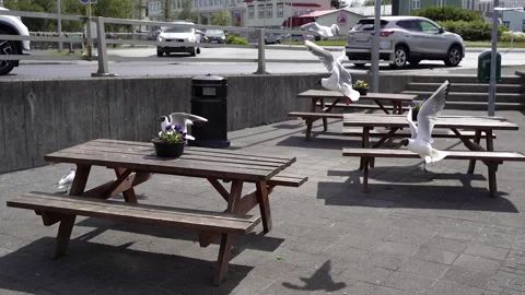 Cafe. Seagulls fly into an empty street caf. Stock Footage 249251165