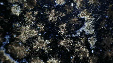 Caffeine crystals in the laboratory under a microscope. Psychostimulants Stock Footage 210240306