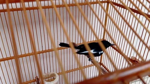A cage for a bird with bamboo material Stock Footage 146255047