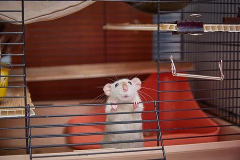 A cage with a cute Siamese rat looking out. Stock Photos