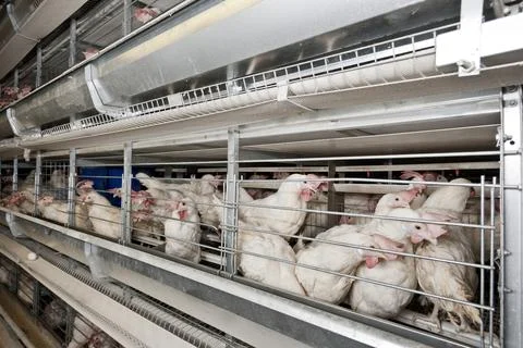 Cage eggs Stock Photos