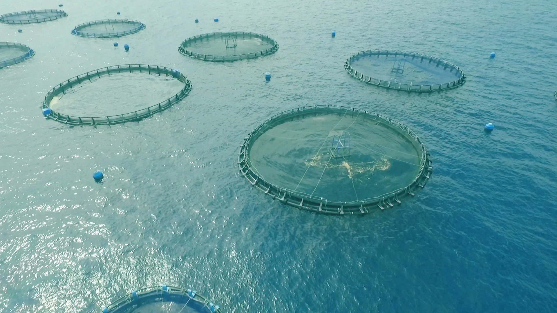 Cage fish farming in the ocean, Stock Video