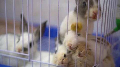 A cage with a group of rabbits inside Stock Footage 342537380