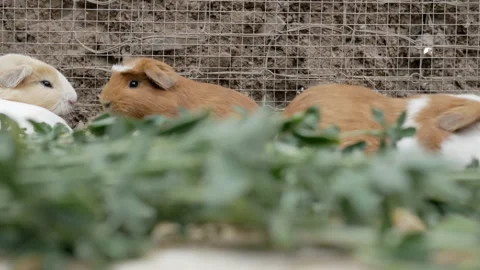 Into the cage of guinea pigs Stock Footage 134911166