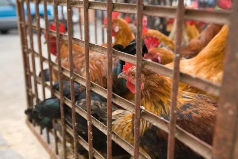 Cage of hens Stock Photos