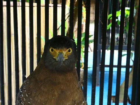 A cage of predatory eagle with sharp eyes Stock Photos