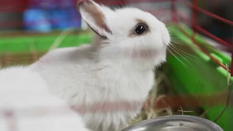 Cage with small decorative pet rabbits. cute pets. animal fair or pet store. Stock Footage 195426487