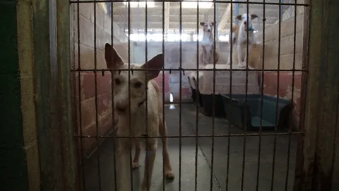 Caged and abandoned dogs Stock Footage 73748291