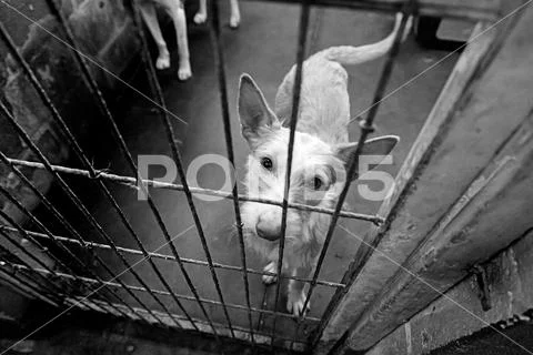 Caged and abandoned dogs Stock Photos