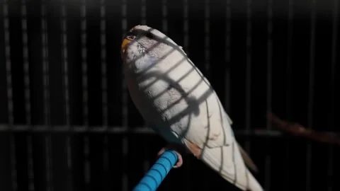 Caged Australian Parakeet looking up waiting to be freed. Sad eyes Video stock 134602345