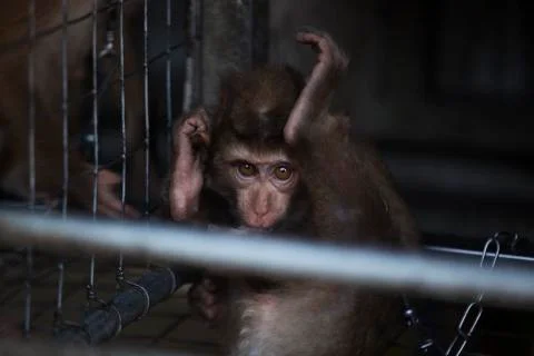 The caged baby monkey  Stock Photos
