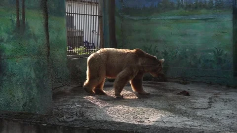 Caged bear Видео 160039472