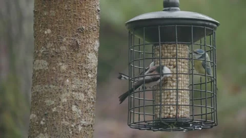 Caged Bird Feeder with Long Tailed Tit and Blue Tit Bird Eating Peanut Видео 276086574