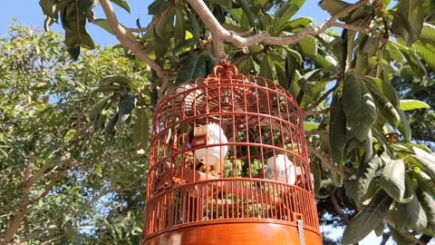 Caged bird Stock Footage 145927363