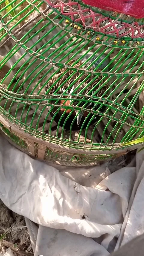 Caged Bird Stock Footage 169831064