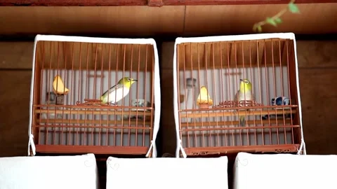 Caged bird Stock Footage 235131679