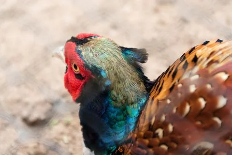 Caged bird in a in human made environment. Bird Park at the zoo. Stock Photos