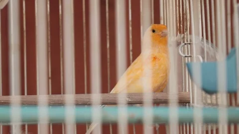 Caged bird panning shot 库存影片 94377284