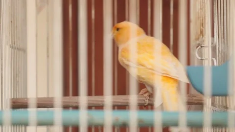 The caged bird rack focus 库存影片 94377354