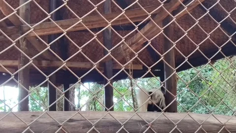 A caged Black &amp; White Colobus Monkey Walking Away 스톡 동영상 311575230