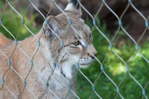 Caged bobcat Stock Photos