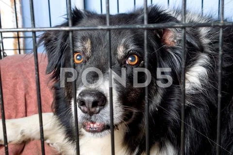 Caged Border Collie Stock Photos