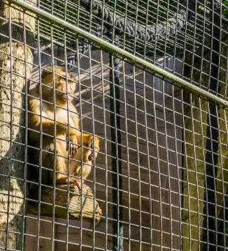 Caged brown macaque monkey behind metal fence cage sitting in a pole and look Stock Photos