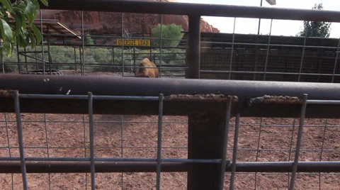 Caged buffalo Stock Footage 30368632