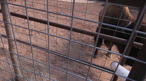 Caged buffalo Video stock 30369746