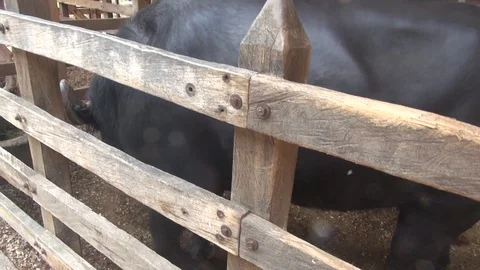 Caged bull standing up higher Video stock 103619559