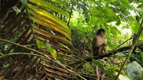 A caged Capuchin monkey Cebus Albifrons that is content while eating his egg Stock Footage 142758604