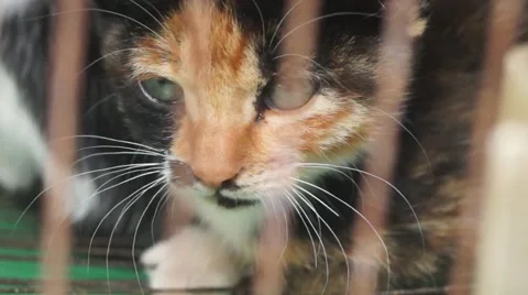 Caged cat Stock Footage 60803571