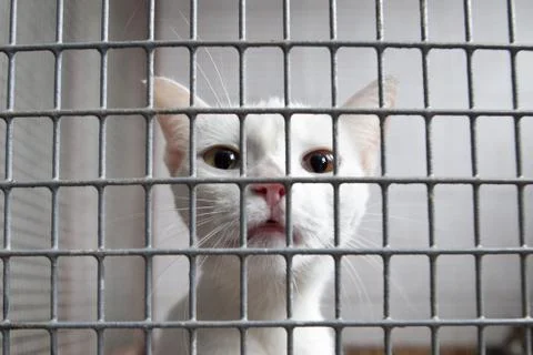 Caged cat Stock Photos