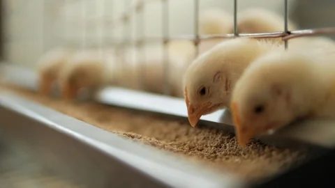 Caged chick feed, chickens in a cage eat food, chicken farm, close up, hold Stock Footage 128663819